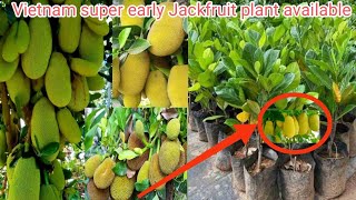 वियतनाम सुपर अर्ली कटहल से सालाना 15 लाख || Vietnam Super Early Jackfruit Farming || Kathal ki kheti