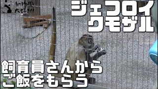 手渡しご飯　ジェフロイクモザル　上野動物園 2021/11/26 Geoffroy’s Spider Monkey  UENO ZOO IN TOKYO