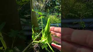 Growing me some okra! 🤠It can be used in so many ways! See description for some ideas😊