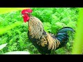 Amazing Rooster Crowing Compilation Plus 2024 Rooster sound effect video