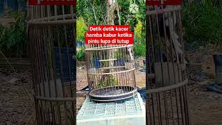 detik detik kaburnya Kacer peliharaan dari anakan #kacer #videoshort