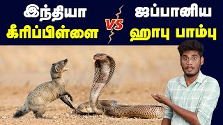 ஜப்பானியர்களுக்கு ஏன் இந்த வன்மம்? | Indian mongoose problem in Japan