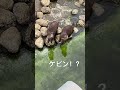 可愛いコツメカワウソ