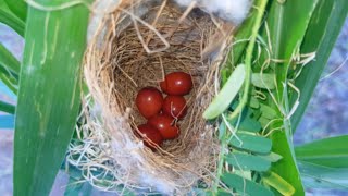 Cetti's Warbler red eggs hatching in nest