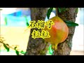 潮曲诗歌 石榴花 黄静琴唱