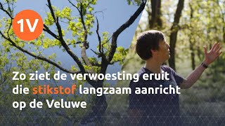 Dit zijn de gevolgen van stikstof op de Veluwe