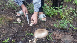 เก็บเห็ดป่าประเทศลาวNatural food in Laos ຫາເຫັດລະໂງກປ່າ