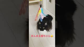 【猫】まんま〜るなにゃっちゃん😊💕【靴下にゃんこ】