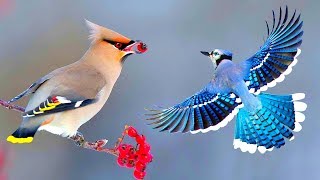 সবথেকে সুন্দর ১০টি পাখি | Top 10 Most Stunningly Beautiful Birds in the World | Amazing Birds