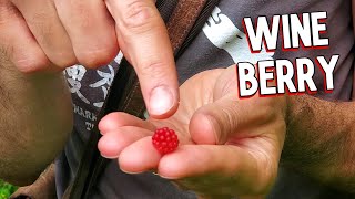 Wineberries! Foraging Invasively Delicious Berries in NYC - Weird Fruit Explorer