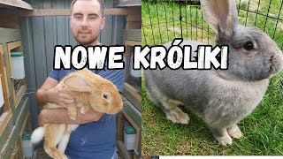 Nowe króliki - burgundy