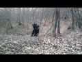 black russian terrier berkut koba daily exercise basic commands and obedience training.