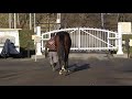 12 07　ハイアーラヴ 20（父キズナ　母父sadler s wells）歩き