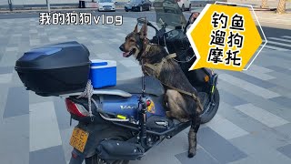 国庆假期最后一天，带着狗狗去郊游嗨皮野钓咯｜城市昆明犬vlog