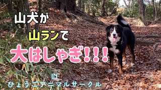 【ドッグラン紹介】初めて行ったドッグランが山犬には最高にテンション上がる楽しいランでした！【Bernese Mountain Dog】【Chihuahua】