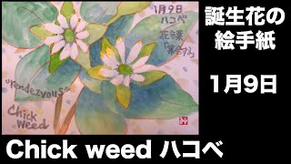 誕生花の絵手紙　1月9日　Chick weed ハコベ