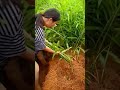 big and abundant ginger harvest #shorts