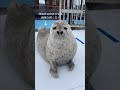 換毛が終わったアザラシ アザラシシーパラダイス かわいい seal hokkaido 癒し animals ゴマフアザラシ