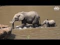 Elephants Join The Breakfast Break | Maasai Mara Safari | Zebra Plains