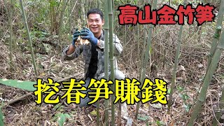 赚钱了：老板订购30斤金竹笋，阿琪竹林里收获满满一背篓，真开心【农村阿琪】