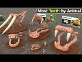 Which Animal has Most the Teeth | Number of teeth by Animal comparison