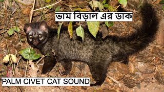 ভাম বিড়াল এর ডাক | Palm Civet Cat Sound | গন্ধগোকুল | Bham Biral @wildindiamit