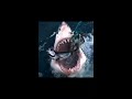 dangrous shark whatsapp status