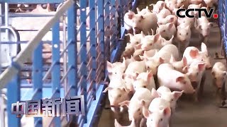 [中国新闻] 农业农村部：中国非洲猪瘟防控成效显著 | CCTV中文国际