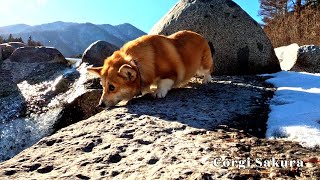 雪が残る河原で遊んだコーギー / A Corgi playing on a riverbank with some snow remaining