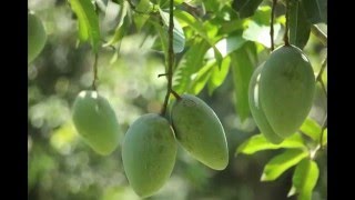 Mango of Rajshahi ( Aaina aam )