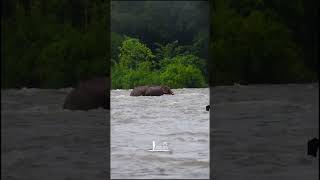 പെരുമഴയത്ത് വെള്ളം കൂടിയതിനാൽ പുഴകടക്കാൻ പാടുപെടുന്ന കൊമ്പന്മാർ. ചെറിയ കൊമ്പനെ സഹായിച്ചു വലിയ കൊമ്പൻ