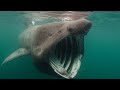 Basking Shark - The Gentle Giant In Our Oceans / Documentary (English/HD)