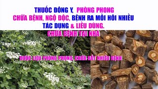 Cây Phòng Phong Tác Dụng Chữa Bệnh Liều Dùng | Cây Phòng Phong Chữa Bệnh Gì