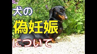 【愛犬のための知識】犬の偽妊娠について【犬を知る】