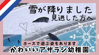 初めての雪を楽しむアザラシさん[アザラシ幼稚園]