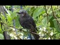 【朝の訪問者】野鳥の朝食