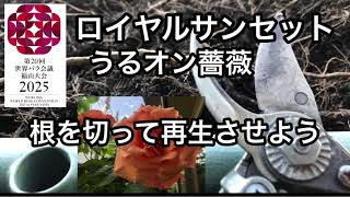 2017年からうるオンプランターを使っています。植え替えはほとんどせず今回のロイヤルサンセットは6年目ですがやはり今年もリサイクル土で土壌改良しましたが根っこが隆起しているので思い切って切ってみました