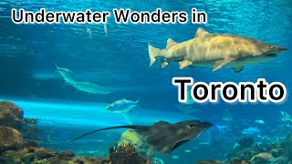 A Mesmerizing Journey Through Toronto’s Aquarium! 🌊