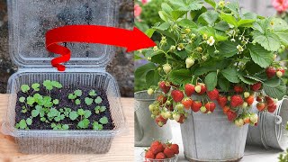 How To Grow Strawberries From Seeds / Easily grow strawberries from seeds at home