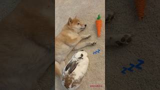 Bunny and Shiba are napping ウサギと柴犬のお昼寝 #dog #rabbit #bunny #shibainu #柴犬 #犬 #shiba #cuteanimals