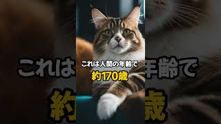 【ネコノネタ】これまで最も長生きした猫は〇〇歳！人間でいうと〇〇〇歳 #shorts