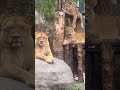 2024.8.6 【旭山動物園】常に夫、娘を優先させる😅これぞ🦁界の良妻賢母🤣娘達よイオママを見習って下さいよ🥰 旭山動物園 ライオン オリトファミリー