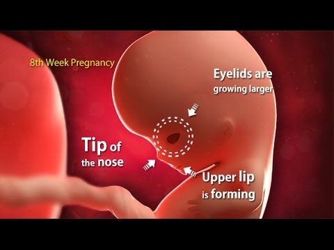 8 Weeks Pregnant: What's Happening in Week 8 of Your Pregnancy? 8 Weeks Pregnant: What's Happening in Week 8 of Your Pregnancy?