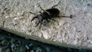 Stag Beetle Flying and CockChafer Beetle walking