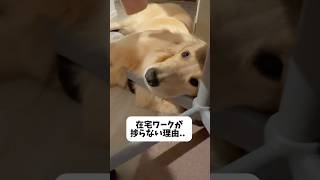 在宅ワークが捗らない理由 #dog #大型犬 #愛犬 #ゴールデンレトリバー #可愛い #子犬