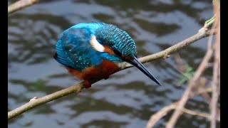 カワセミ調布地区お父さん 2024 10 20 #カワセミ #野鳥 #birds #wildlife #nature #自然観察ぶらり散歩