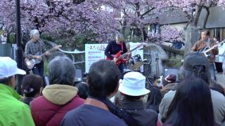 2017.1.21 熱海 糸川 桜まつり　糸川ベンチャーズ　雨の御堂筋