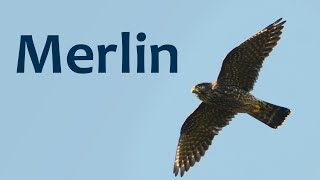 Merlin