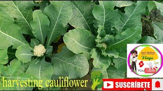 Harvesting Cauliflower in Just 45 days || गोभी की खेती कैसे करें || When do forming of cauliflower.