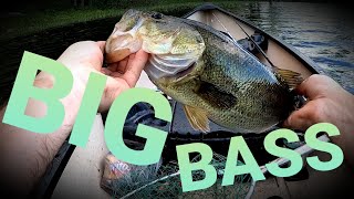 Spro Rats catch BIG BASS! [topwater fishing] #bassfishing